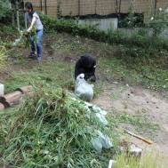 この雑草の山！